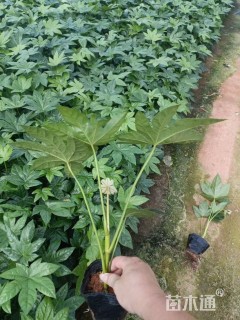 高度30厘米八角金盘