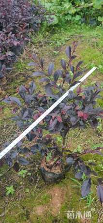 高度30厘米红花继木