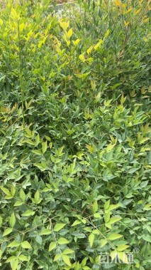 高度30厘米南天竹