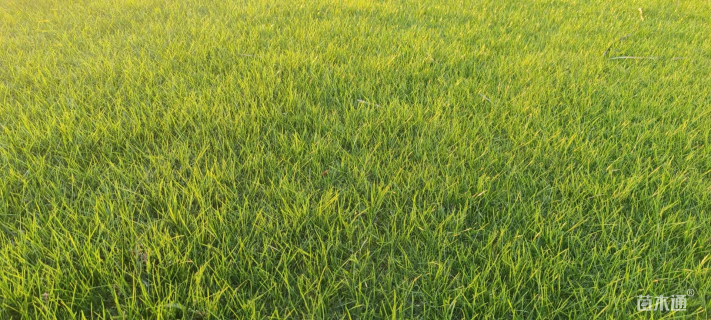 高羊茅