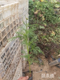 高度20厘米波斯菊