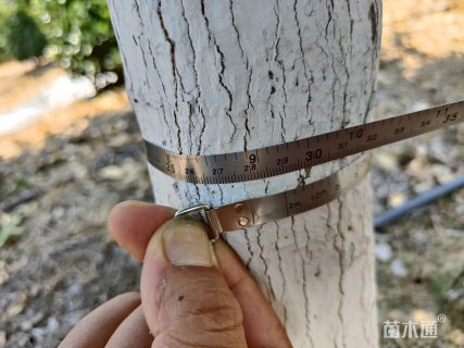 9公分鸡爪槭