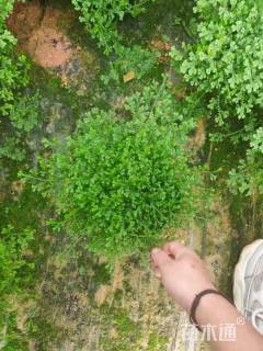 高度20厘米翠云草