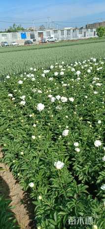 高度28厘米牡丹