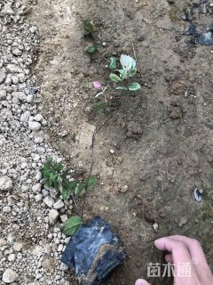 主蔓长20厘米花叶络石