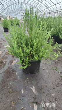 高度40厘米澳洲米花