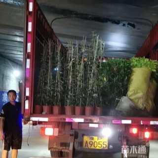 主蔓长20厘米金银花