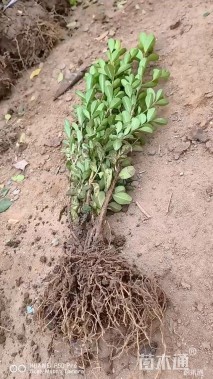 高度250厘米瓜子黄杨