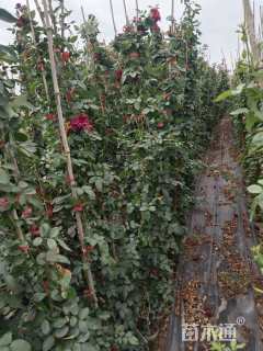 120厘米藤本月季