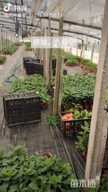 高度20厘米八仙花