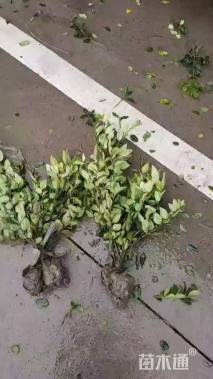 高度50厘米金森女贞