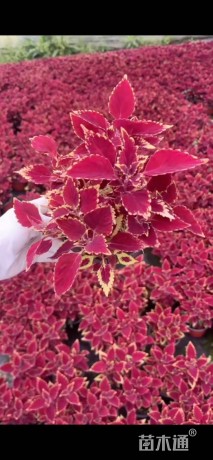 高度15厘米彩叶草