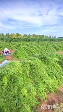 高度80厘米侧柏