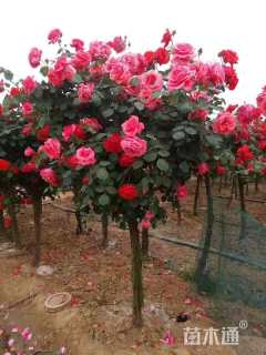 高度120厘米棒棒糖月季