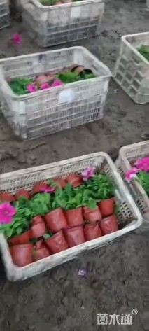 高度30厘米雏菊