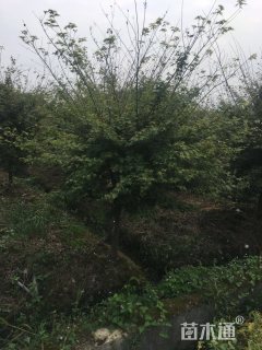 8公分鸡爪槭