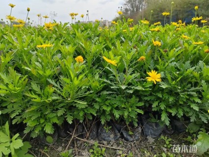 高度10厘米木春菊