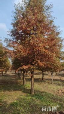 12公分墨西哥落羽杉