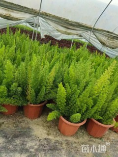 高度30厘米狐尾天门冬