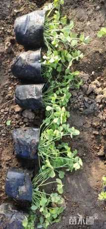 高度10厘米紫云英