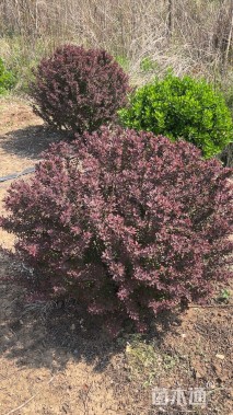 冠幅120厘米紫叶小檗球