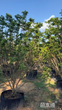 高度280厘米黄皮