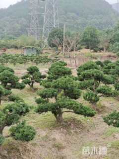原生苗造型罗汉松