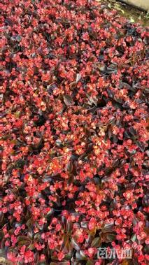 高度20厘米四季海棠