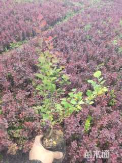 高度35厘米紫叶小檗