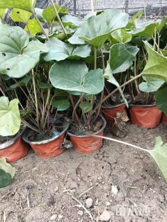 高度25厘米大吴风草