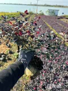 高度30厘米红花继木