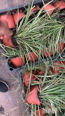 高度20厘米金丝苔草