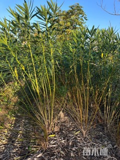 高度180厘米夹竹桃