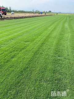 草卷状四季青草坪