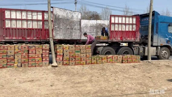 高度40厘米香水月季