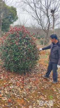 冠幅100厘米石楠球