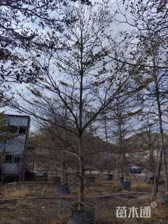 12公分小叶榄仁