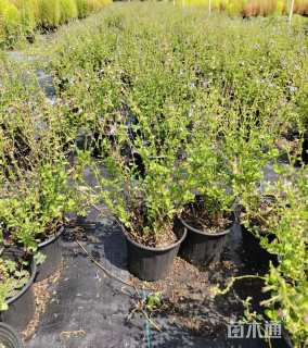 高度20厘米非洲鼠尾草