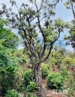 高度300厘米高山杜鹃