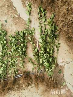 高度70厘米卫矛小苗