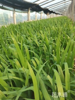 高度15厘米蓝花鸢尾