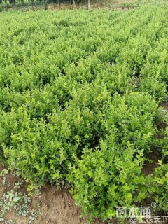 60厘米小叶黄杨