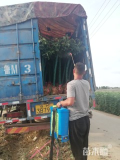 高度150厘米树状月季