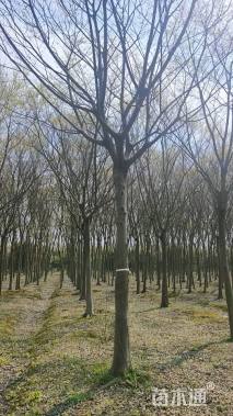 16公分朴树