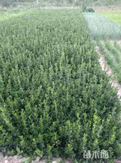 高度80厘米大叶黄杨