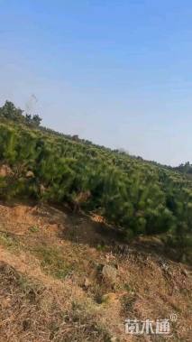 高度120厘米油松