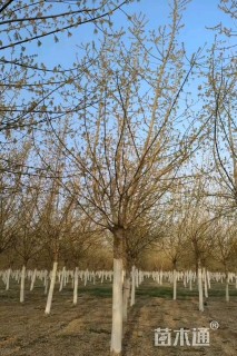 17公分金叶复叶槭