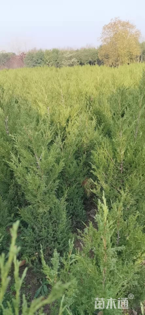 高度400厘米龙柏