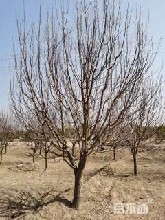 高度400厘米丛生八棱海棠