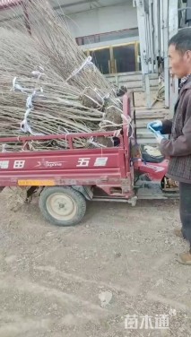 高度150厘米丛生木槿